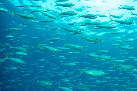 Sydney: Scuba Dive In Sydney, No Experience Required