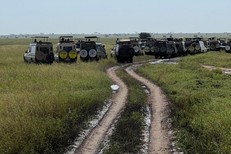 Van Zanzibar: 3 dagen vliegsafari naar Serengeti & Ngorongoro