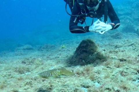 Upptäck dykning i Puerto de Carmen 2 dyk. Gratis bilder