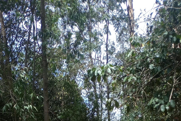 Bosque de Karura: Un recorrido a pie por el Oasis Natural de Nairobi