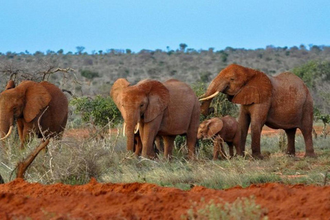 Nairobi: 4 Days epic trip to Amboseli, Tsavo West & East