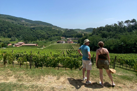 Visite des vignobles de Toscane en navette depuis Lucques