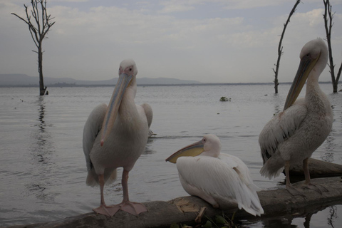 From Nairobi: Crescent Island Safari & Horse Riding