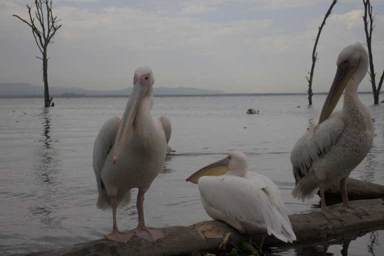 From Nairobi: Crescent Island Safari & Horse Riding
