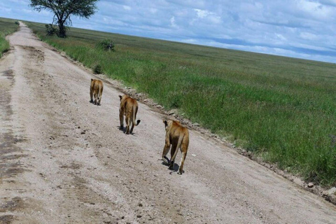 Arusha: Flerdagars campingsafari i Serengeti och Ngorongoro