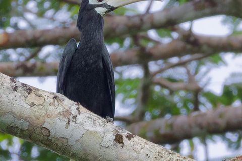 Puerto Princesa: Full-Day Birdwatching Tour with Guide