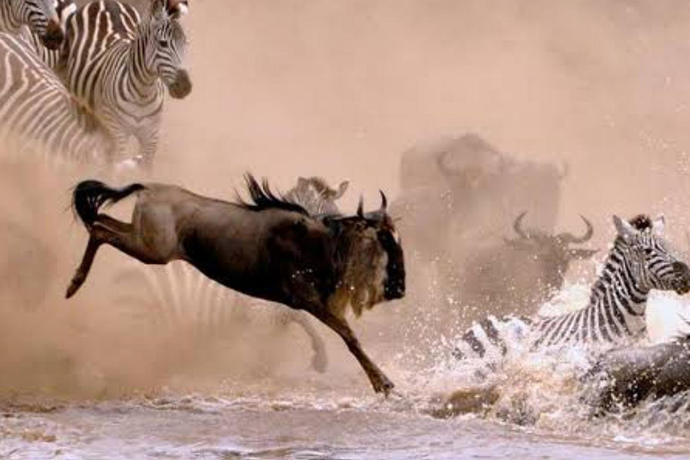 Safari de 6 jours sur la migration des gnous (juillet - octobre)