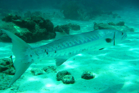 Snorkeling e mangrovie con pranzo nella spiaggia bianca di Baru Cartagena