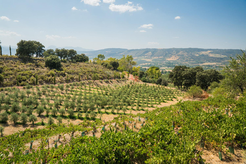 Ronda and Olive Oil Tasting: Small Group Tour from Malaga