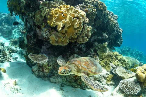Cairns: Great Barrier Reef Cruise with Gold Class Lounge