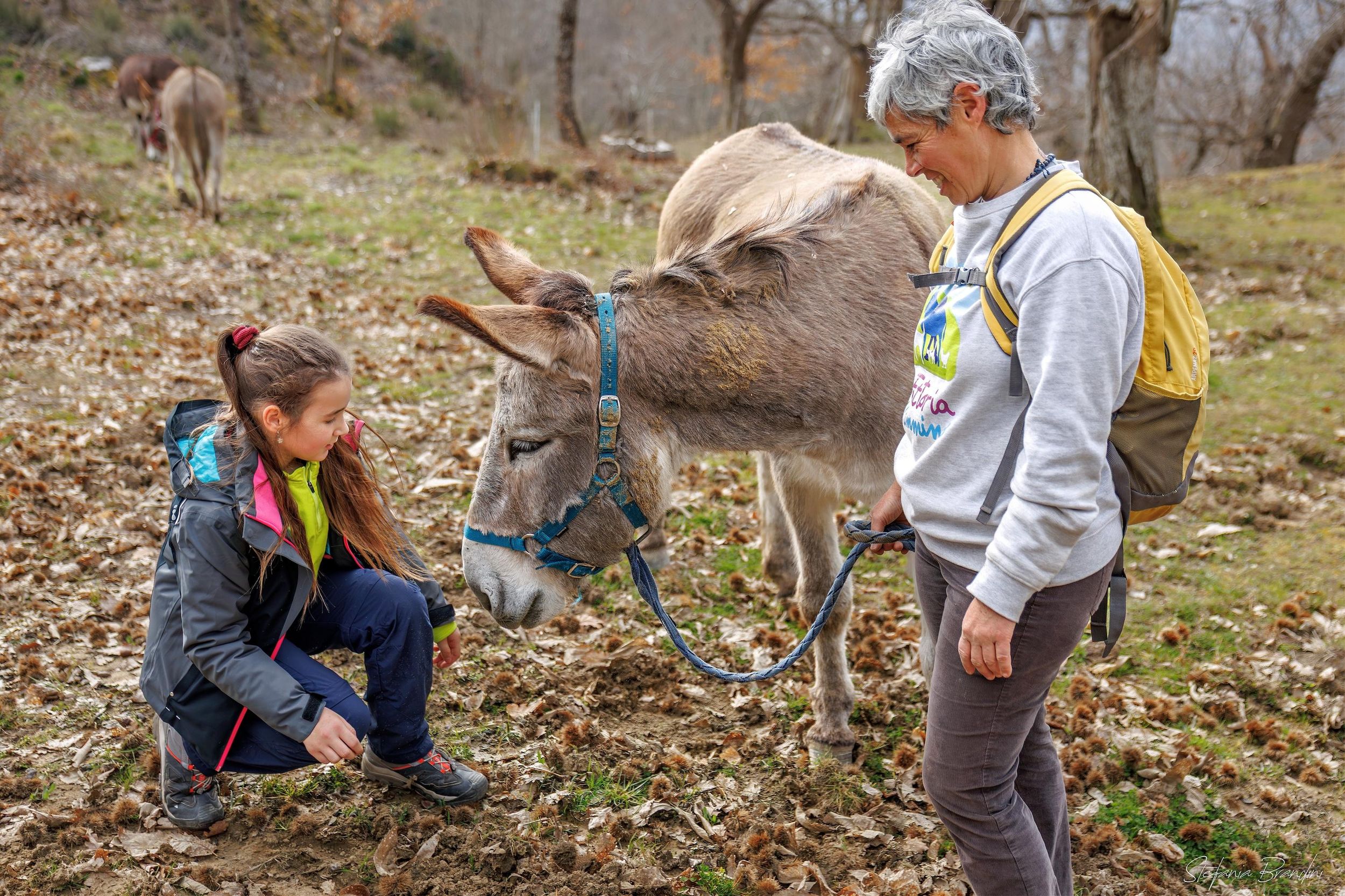 Von Arezzo: geführte Esel-Trekking-Tour in Alpe di Poti