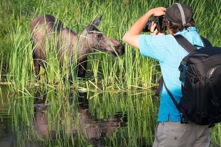 Anchorage: Fotosafari bei Sonnenuntergang. Foto: GetYourGuide