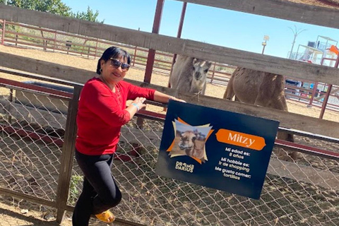 Lima: Ica Camel ride + Huacachina + "Adventure in the Desert" pool Lima: Ica Camel Ride + Huacachina + Swimming Pool "Adventure in the Desert"