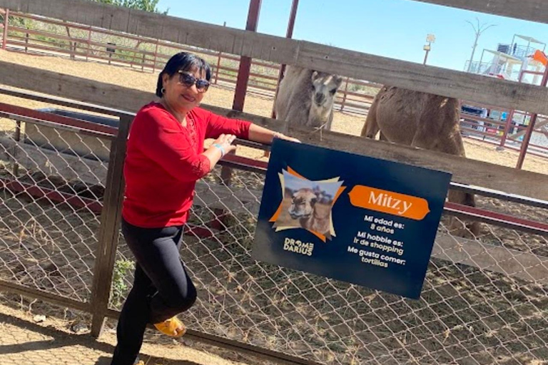 Lima: Ica Camel ride + Huacachina + "Adventure in the Desert" pool Lima: Ica Camel Ride + Huacachina + Swimming Pool "Adventure in the Desert"