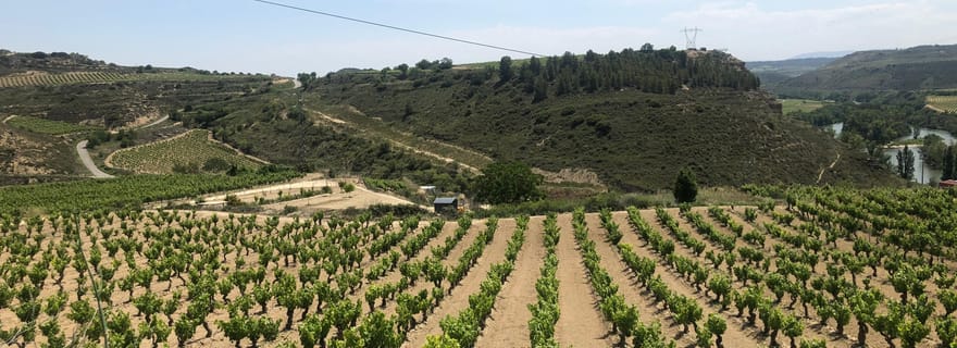 Visite œnologique de la Rioja : 3 vignobles et déjeuner pintxos