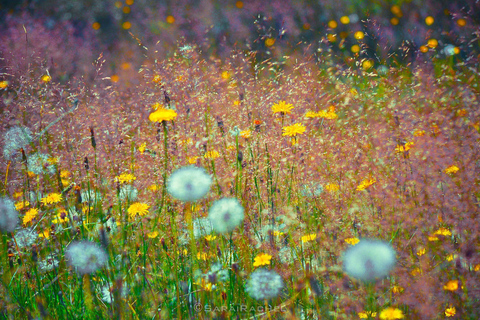 Seattle: Mount Rainier Park All-Inclusive Small Group Tour