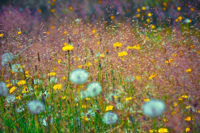 Seattle: Mount Rainier Park All-Inclusive Small Group Tour