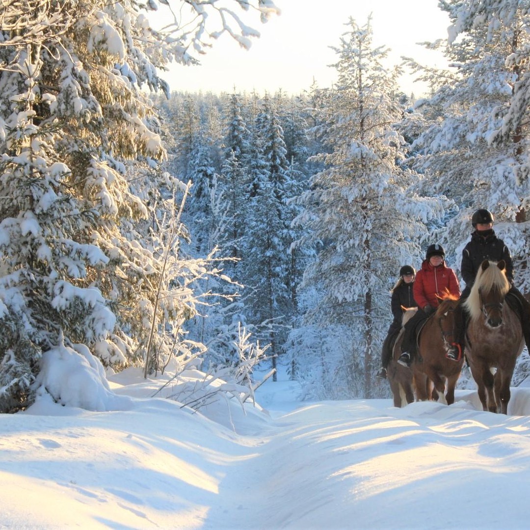 Ruka-Kuusamo: Entspanntes Reiten mit Finnhorses – das ganze Jahr über