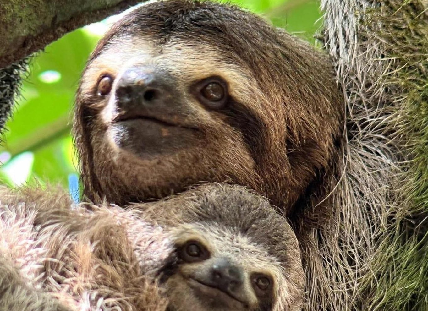 Manuel Antonio Nationalpark: Guidet rundvisning og mulighed for INKLUDERET ADGANG