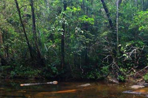 From Riu Hotel: Sinharaja Rain Forest Trek & Waterfall Swim