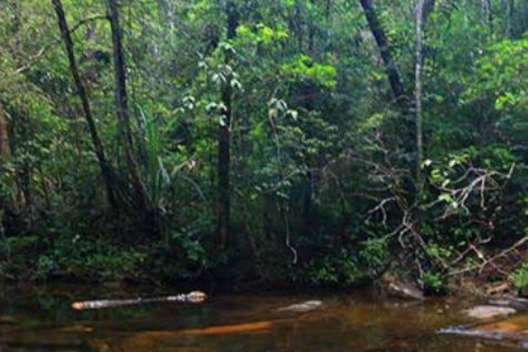 From Riu Hotel: Sinharaja Rain Forest Trek & Waterfall Swim