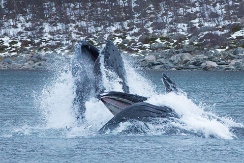 Tromsø: Responsible Whale Watching Cruise Aboard MS Alba