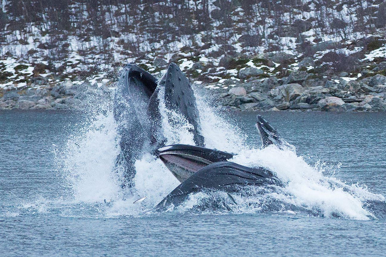 Tromsø: Responsible Whale Watching Cruise Aboard MS Alba