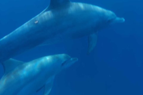 Amanecer con delfines, observación y nado, snorkel y Crystal Rock.Amanecer con delfines, observación y nado, snorkel y roca cristalina.
