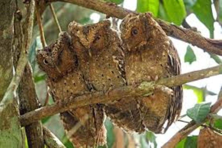 Malindi/Watamu: Guided tour to Arabuko Sokoke Rain Forest