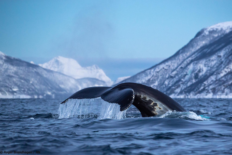 Desde Tromsø: Excursión nocturna de auroras boreales y avistamiento de ballenasDesde Tromsø: Excursión nocturna para ver auroras boreales y ballenas