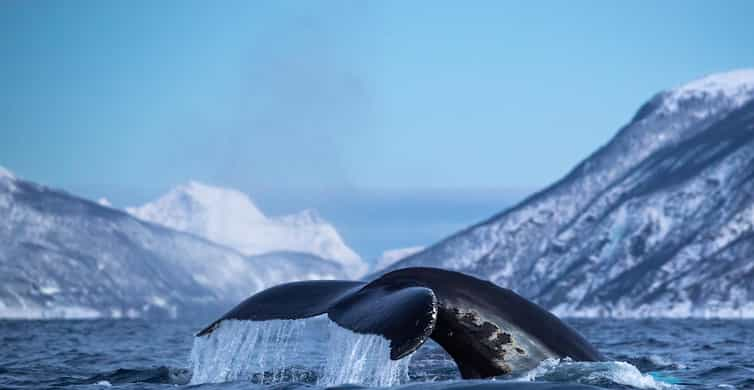 Fra Tromsø: Overnatningstur Med Nordlys Og Hvalsafari | GetYourGuide