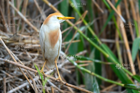 Shirvan Eco-Tour: Gazelles, Birdwatching & Village Lunch Private tour