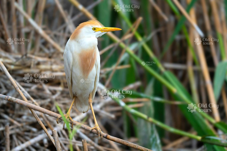 Shirvan Eco-Tour: Gazelles, Birdwatching & Village Lunch Private tour