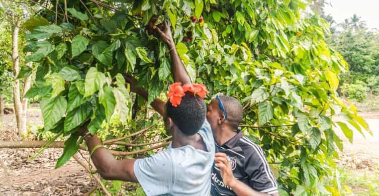 Zanzibar: Spice farm tour with Zanzibar fruits tasting | GetYourGuide