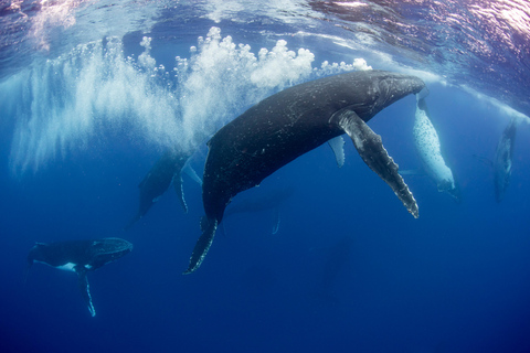 Costa Dorada: Nada con ballenas