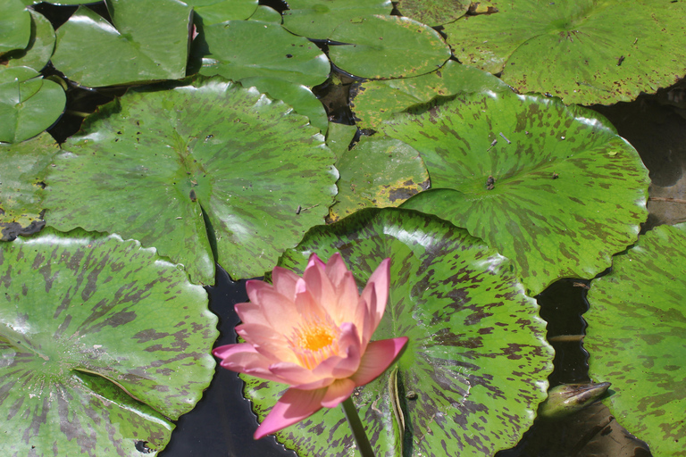 Cartagena: Adventure in Turbaco and botanical garden Cartagena: Turbaco Adventure and Botanical Garden