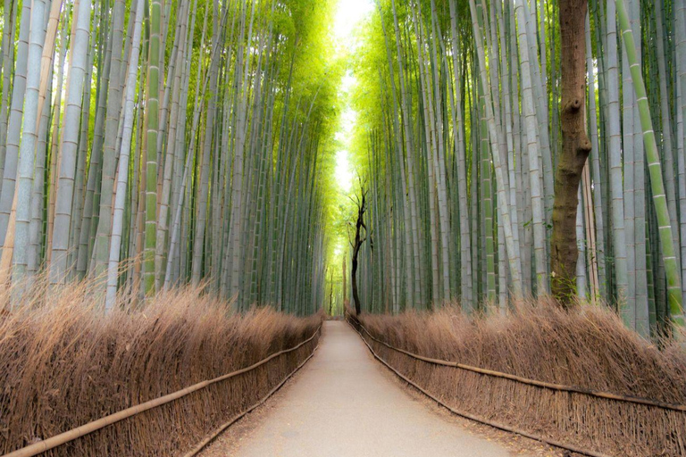 Kyoto/Osaka: Private Kyoto and Nara Tour with Tea Ceremony