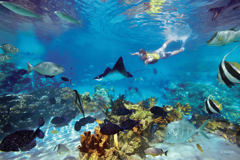 Visita le isole Cham e fai snorkeling e immersioni subacqueeTour di gruppo