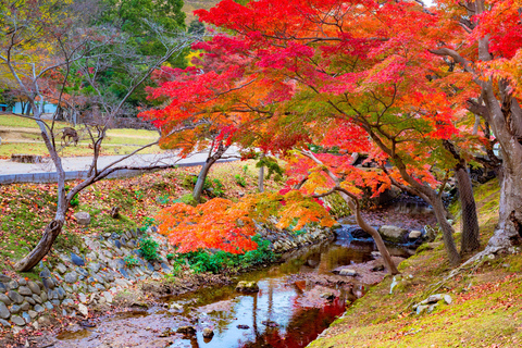 Osaka/Kyoto: Nara, Arashiyama, Fushimi Inari Taisha Day Tour Kyoto & Nara Day Tour | 8:00 AM from Osaka
