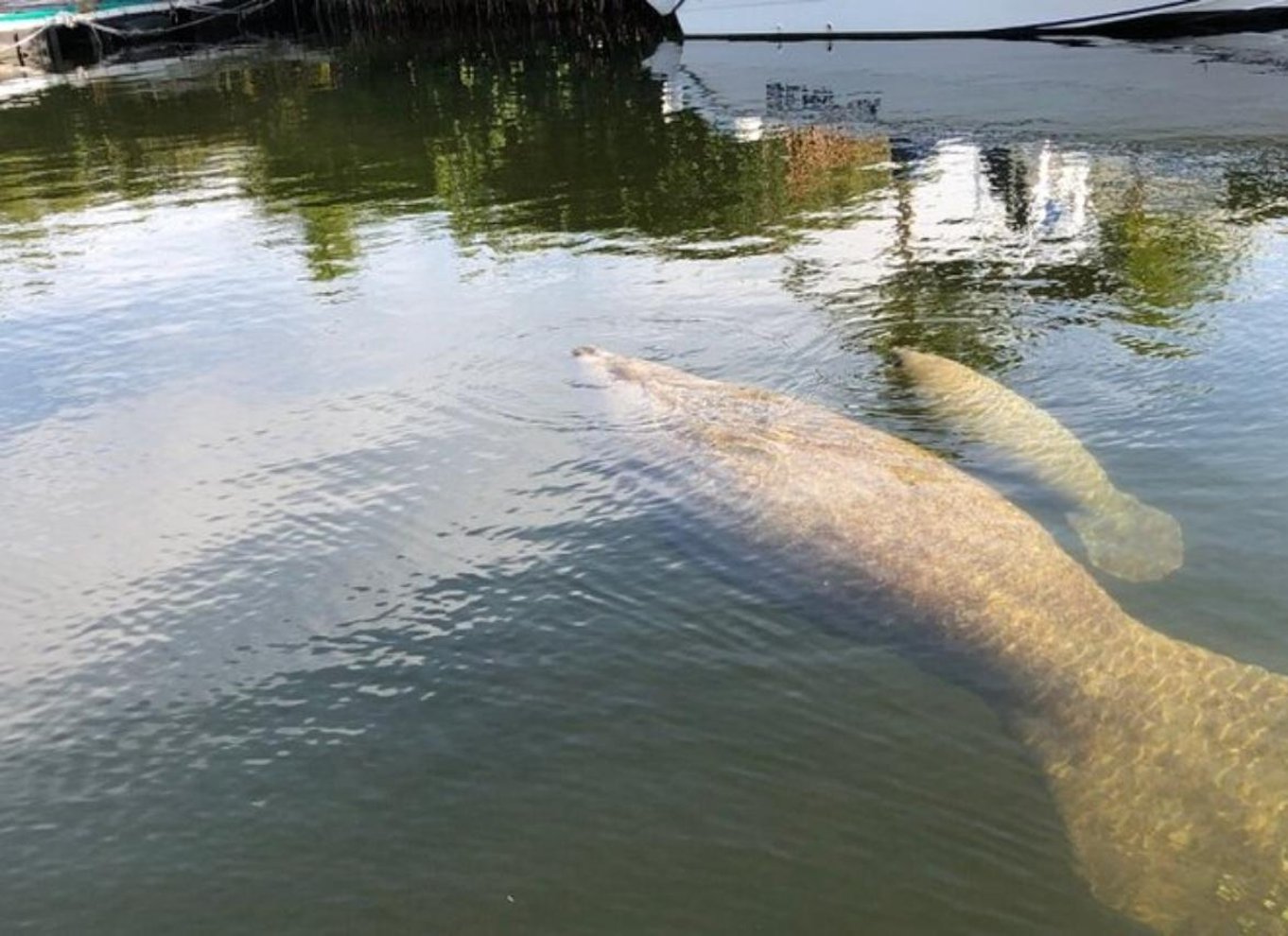 Key Largo: Krydstogt ved solnedgang