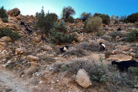 Desde Marrakech: montañas del Atlas, valle de Ourika y paseo en camello