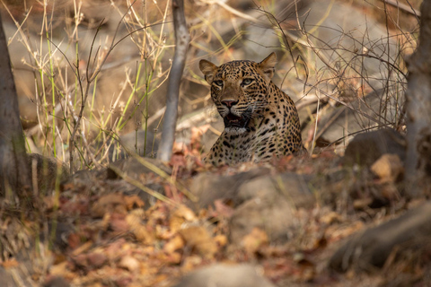 Jodhpur To Udaipur : Leopard Safari, Ranakpur & Kumbhalgarh