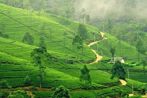 Kandy & Nuwara Eliya: 2-Day Tour!