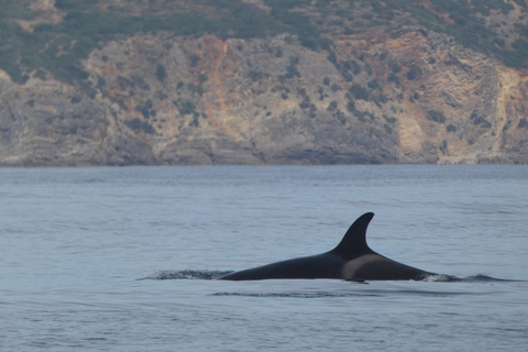 Delfinbeobachtung im Arrábida Naturpark