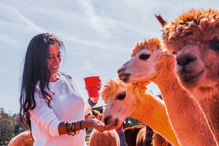 Cusco: Sacred Valley Tour with Picnic and Llamas