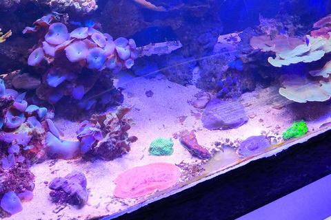 Tour of La Aurora Zoo, Historic Center, and Ciudad Cayalá in Guatemala