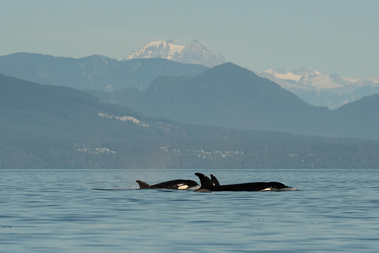 Vancouver: Open-air Whale Watching Tour, Granville Island