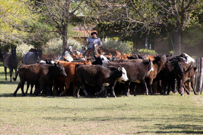 Buenos Aires: Guided Gaucho Day Tour at a Ranch