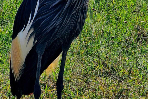 Nairobi: National Park Half-Day Safari with Hotel Pick-Up