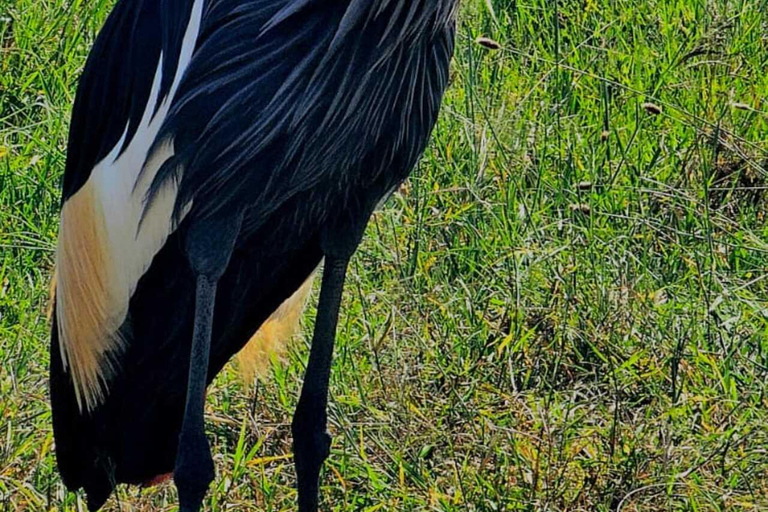Nairobi: National Park Half-Day Safari with Hotel Pick-Up